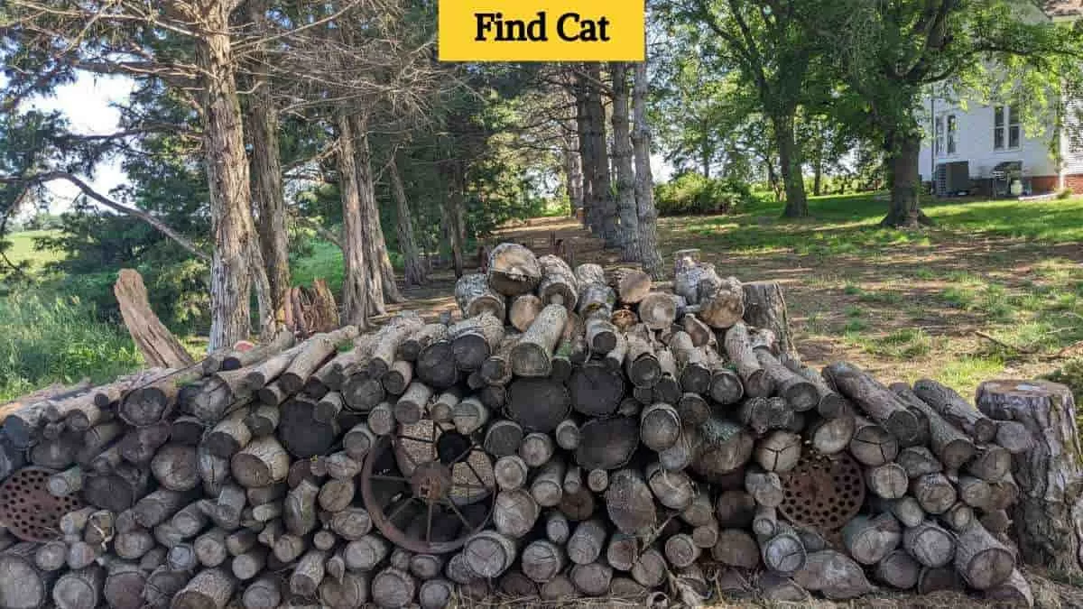 Find the cat