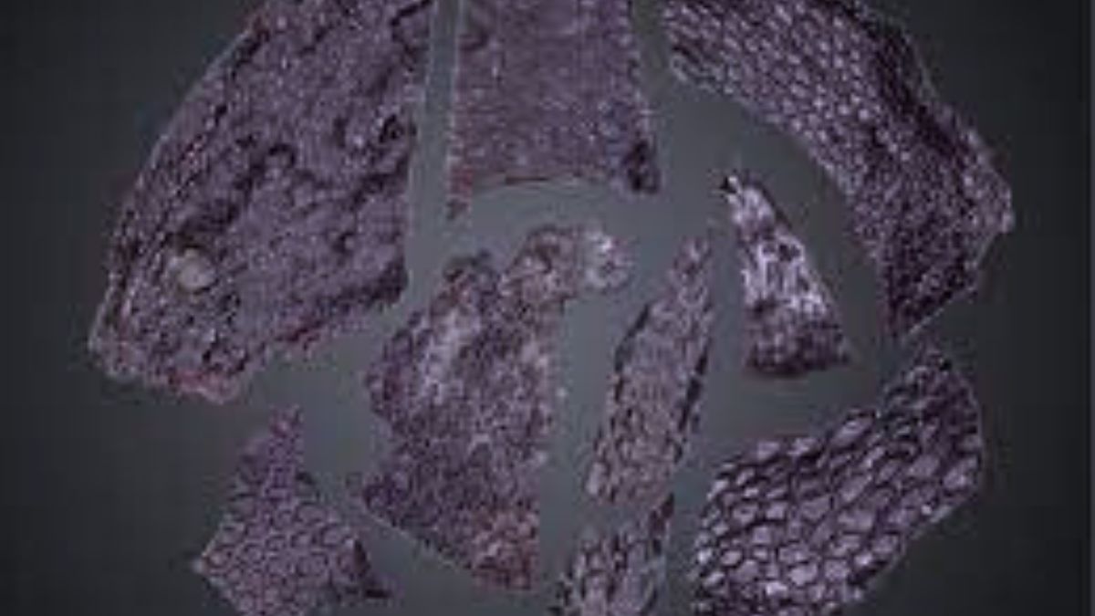 Oldest skin fossil found. What animal was it? What's special?