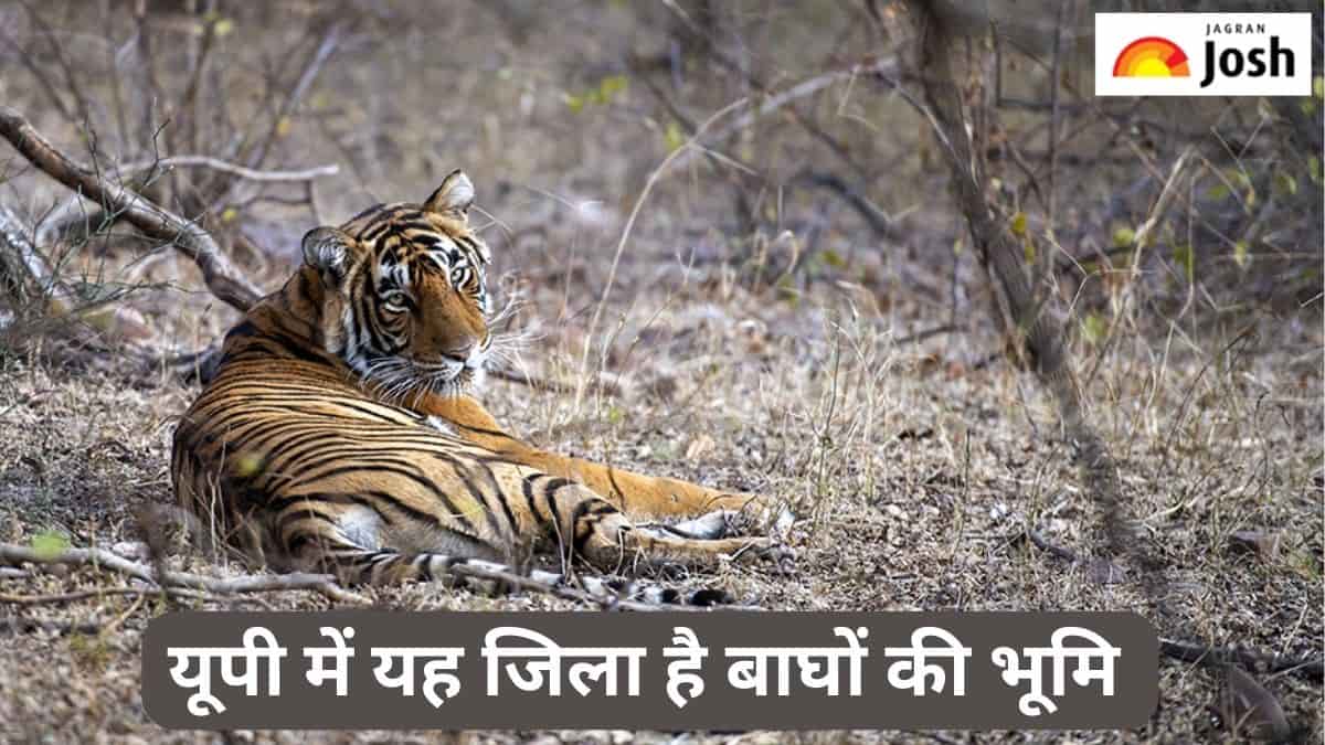 उत्तर प्रदेश के किस जिले को कहा जाता है बाघों की भूमि, जानें 