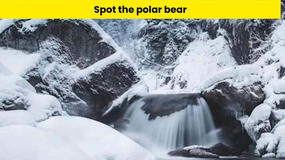 Can you use your sharp eyes to find the polar bear hidden in the snowy mountains in 8 seconds?