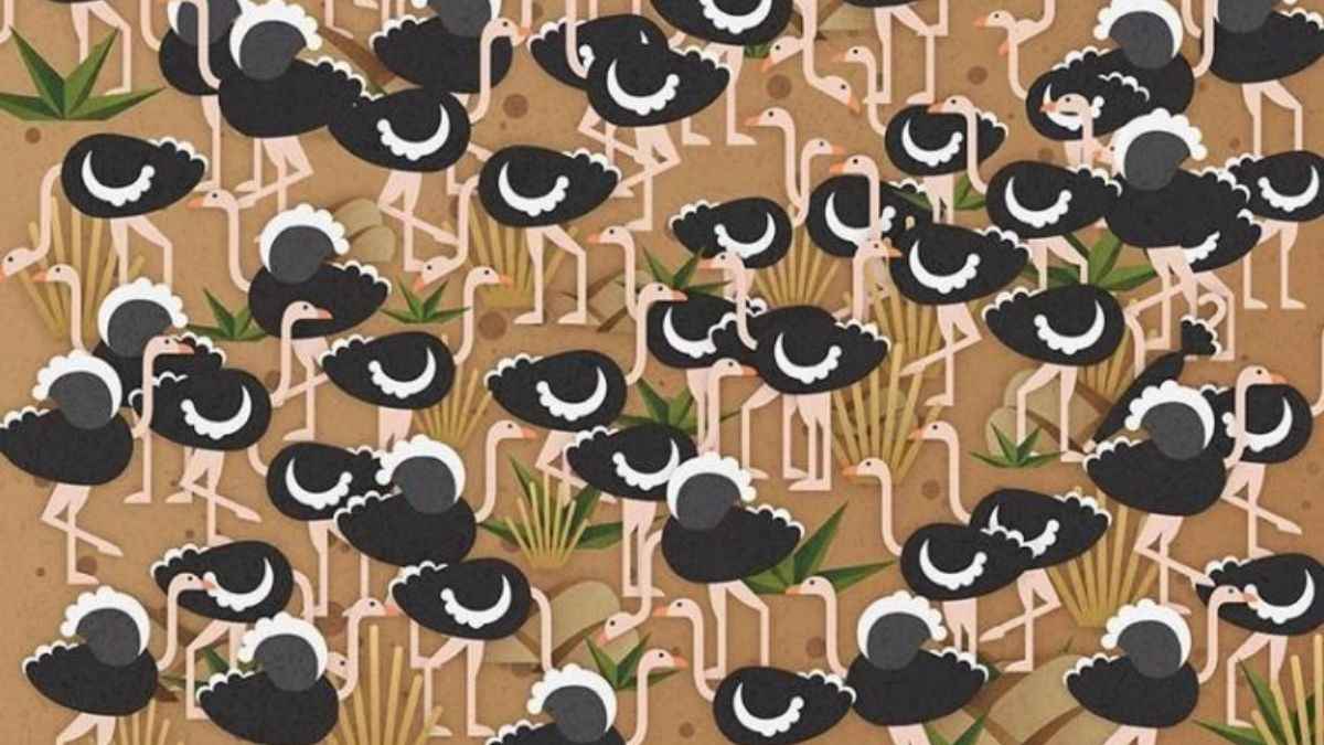 Puzzle IQ Test: Only A Genius Can Spot An Umbrella Hidden Among Ostriches In 8 Seconds!
