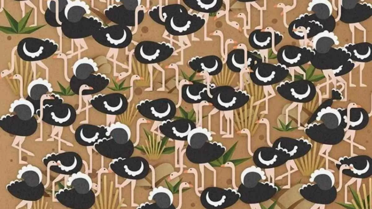 Picture Puzzle IQ Test: Can You Spot An Umbrella Among Ostriches?