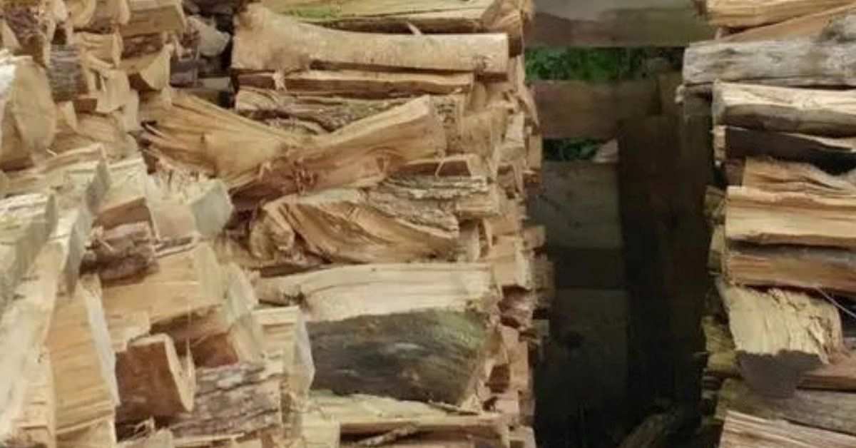 Seek and Find Puzzle That Will Trick You: Spot the Hidden Cat Within 13 Seconds