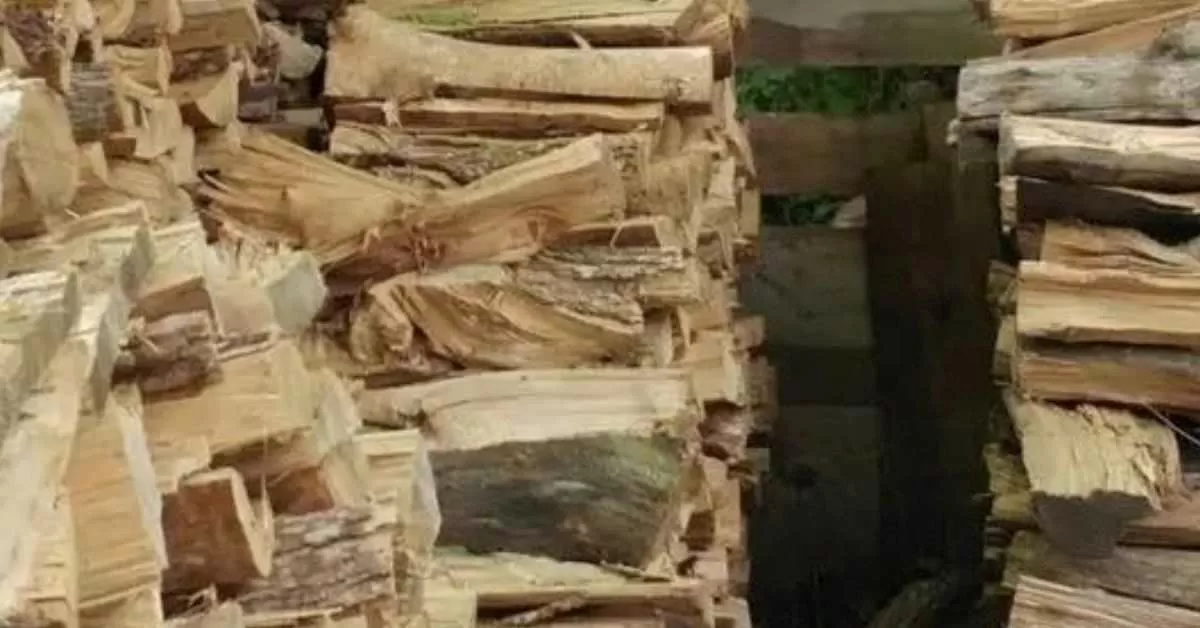 Find the Hidden Cat in this Seek and Find Puzzle