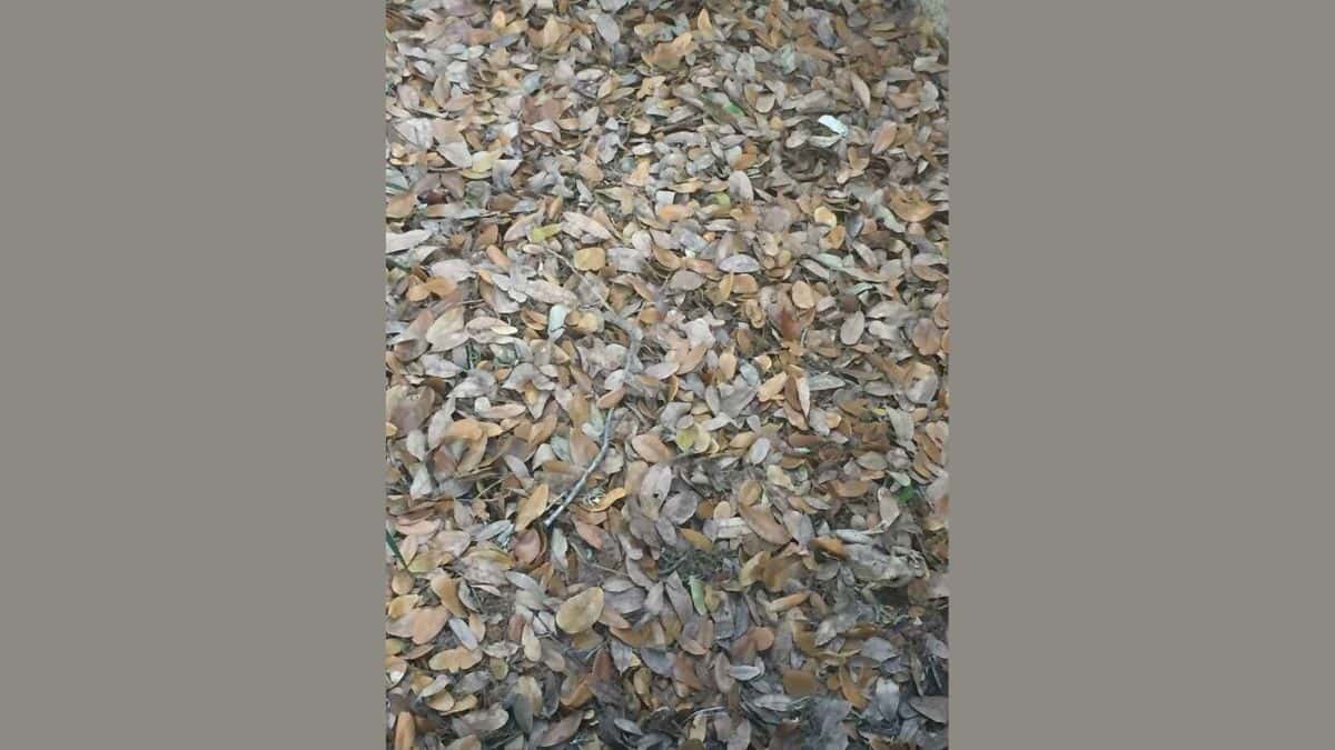 Optical Illusion Eye Test: Can you spot a frog in the leaves in 5 seconds?
