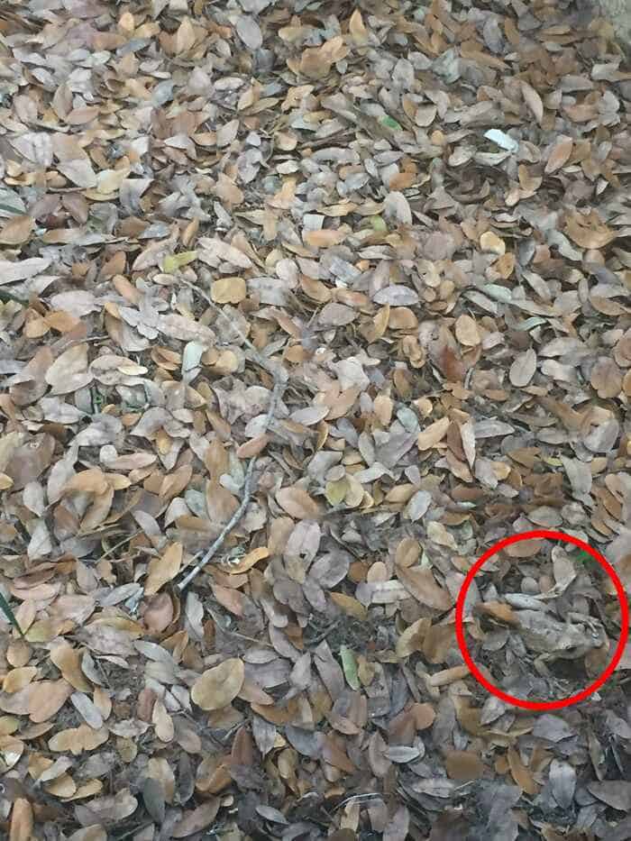 Optical Illusion Eye Test: Can you spot a frog in the leaves in 5 seconds?