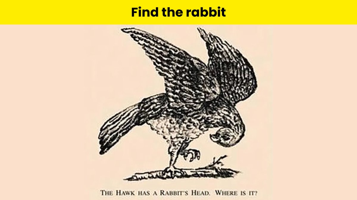 Only the top 2% of attentive people can find the rabbit hidden in hawk picture within 5 seconds!