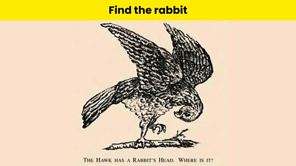 Can you find the rabbit here?