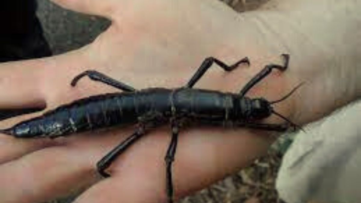 How did this "rarest insect" beat extinction? Here's the success story