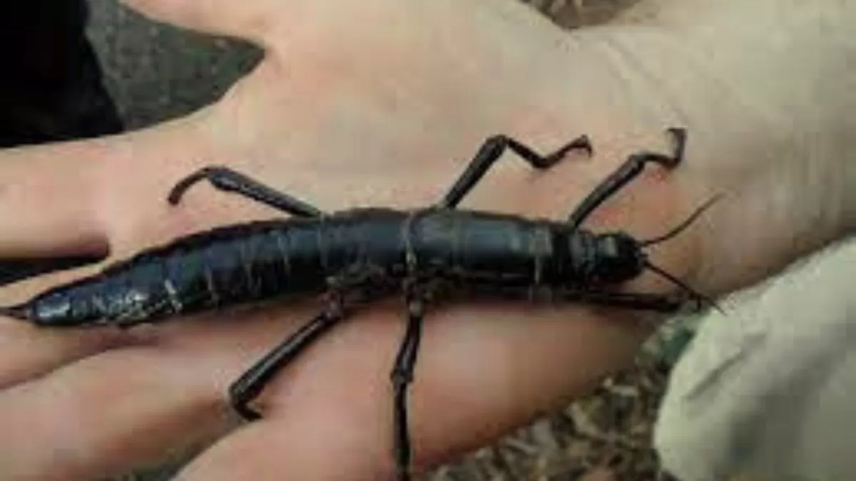 How did this "rarest insect" beat extinction? Here's the success story