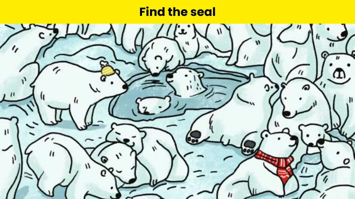 You have great eyesight if you can find the seal hidden among polar ...