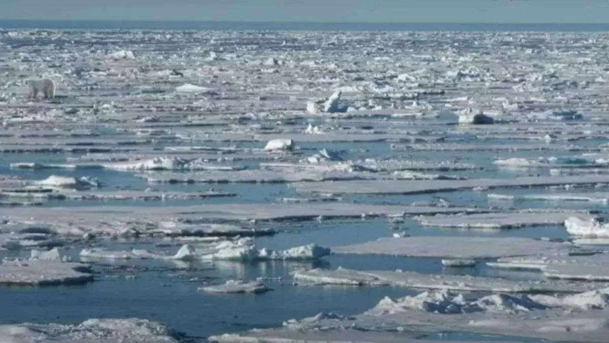 Can you spot a polar bear?