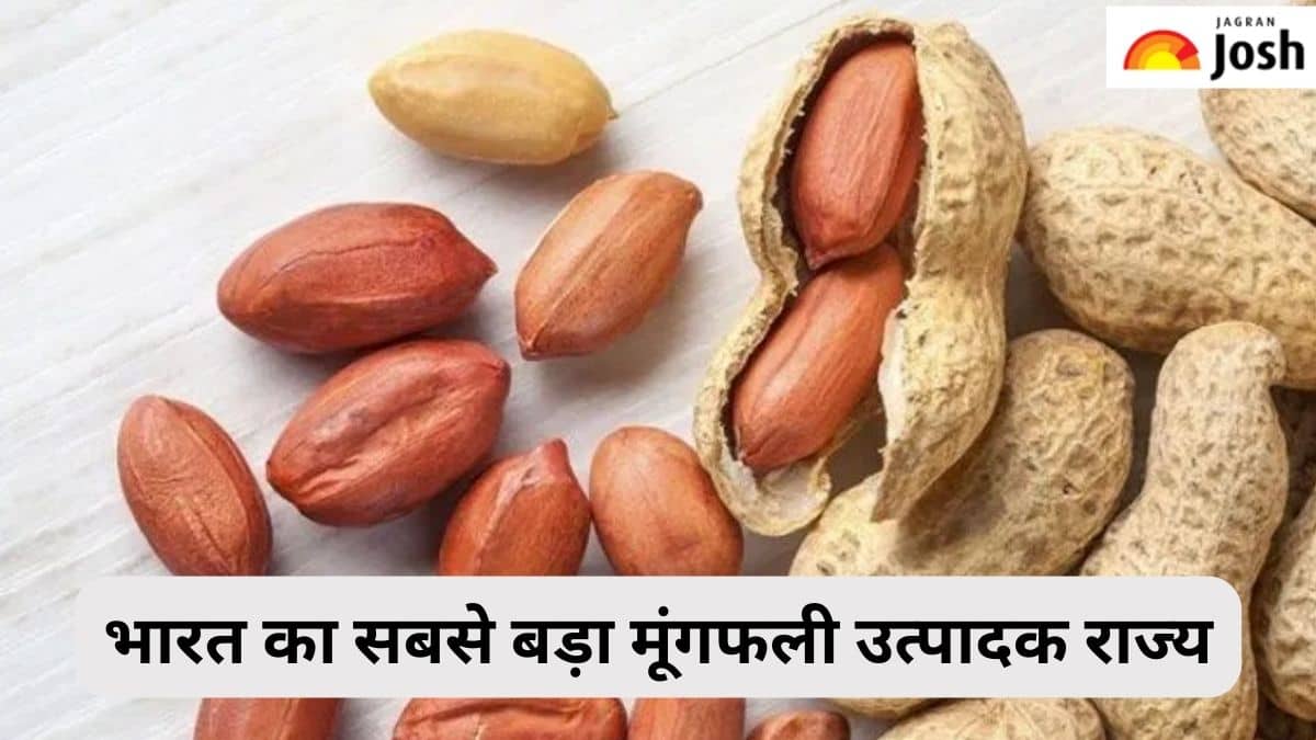 भारत में सबसे बड़ा मूंगफली उत्पादक राज्य कौन-सा है, जानें 