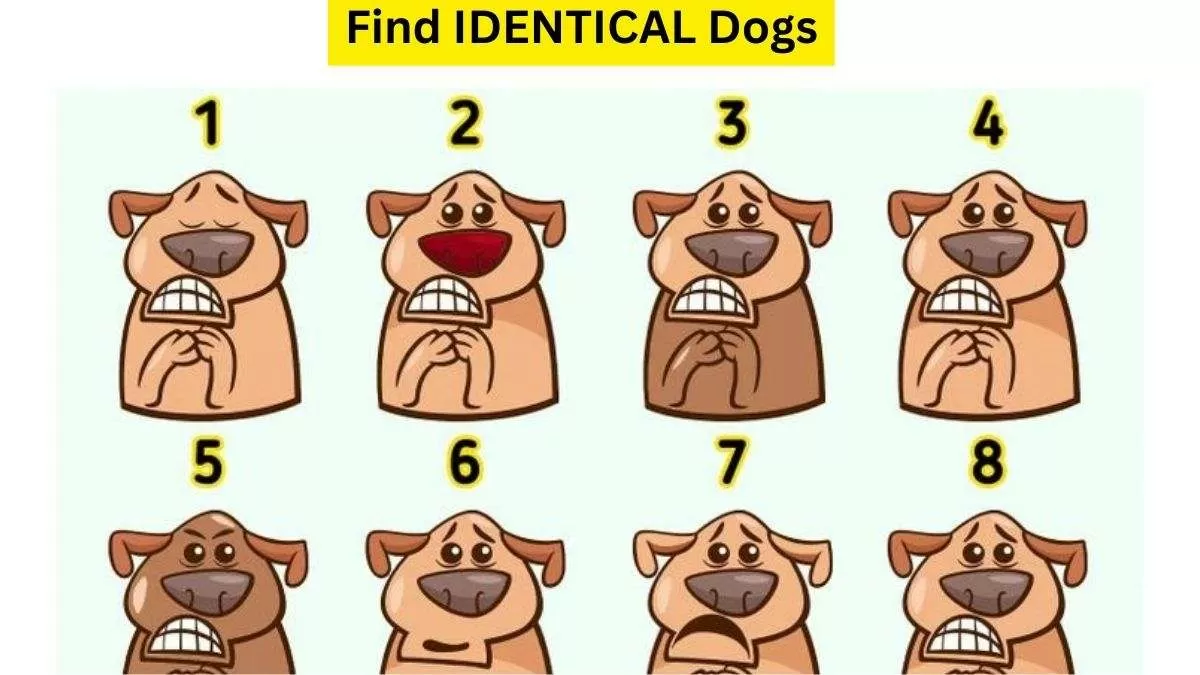 Spot the Identical Dogs