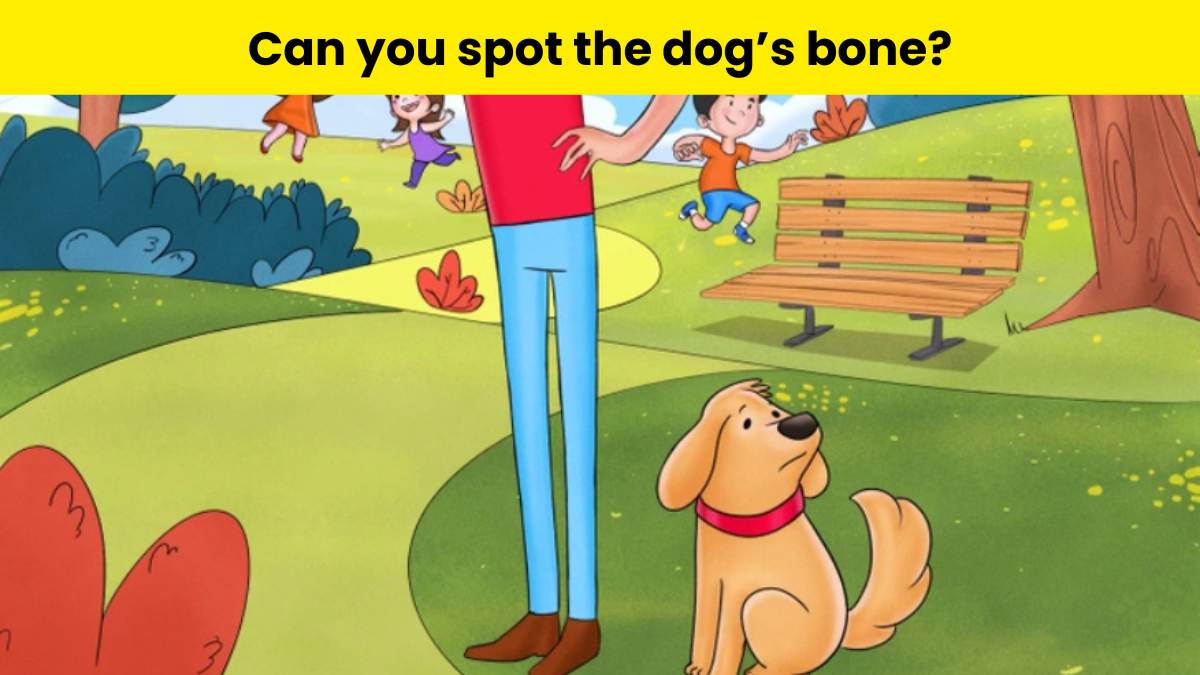 Spot bone best sale for dogs