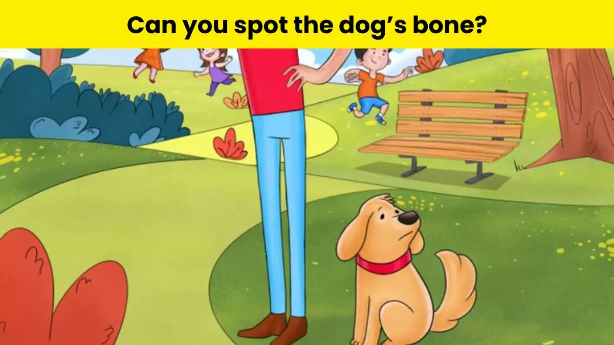 Brain Teaser: Can you spot the dog's lost bone?