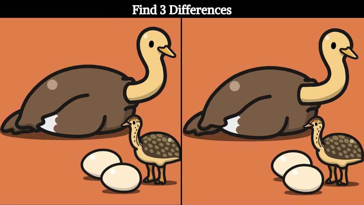 Find 3 differences between the pictures of the ostrich and its eggs in 11 seconds!