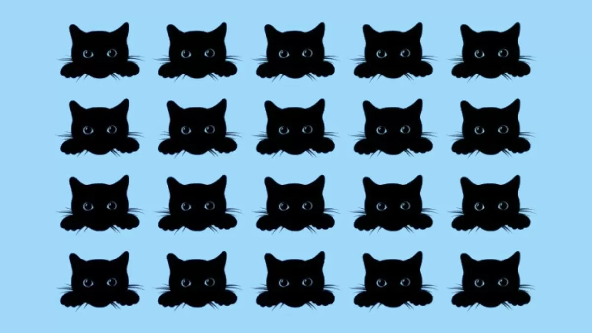Find the different cat