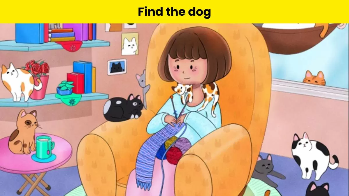 Spot the dog hidden among cats