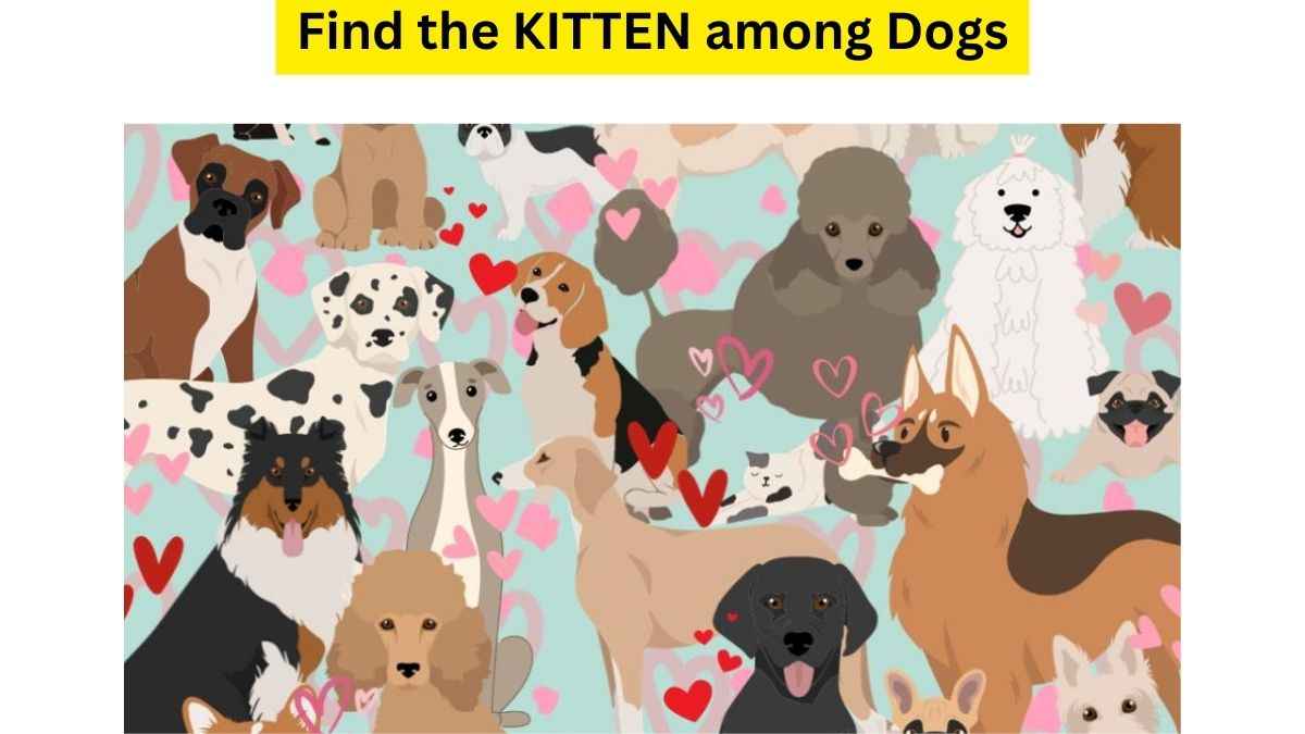 You Have 20/10 Vision If You Can Find The Kitten Hidden Among Dogs In This Optical Illusion IQ Test. 13 Seconds Left!