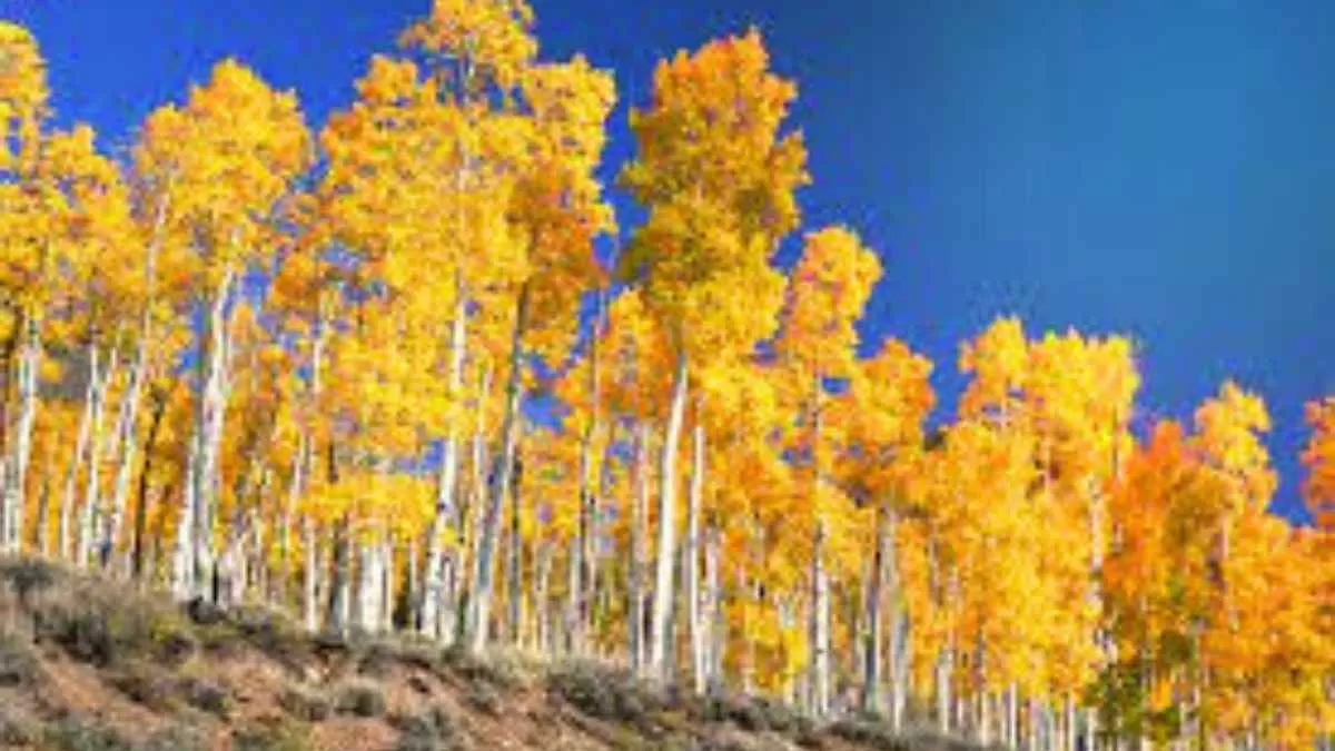 These trees of the United States are the oldest. List of the oldest trees of the US