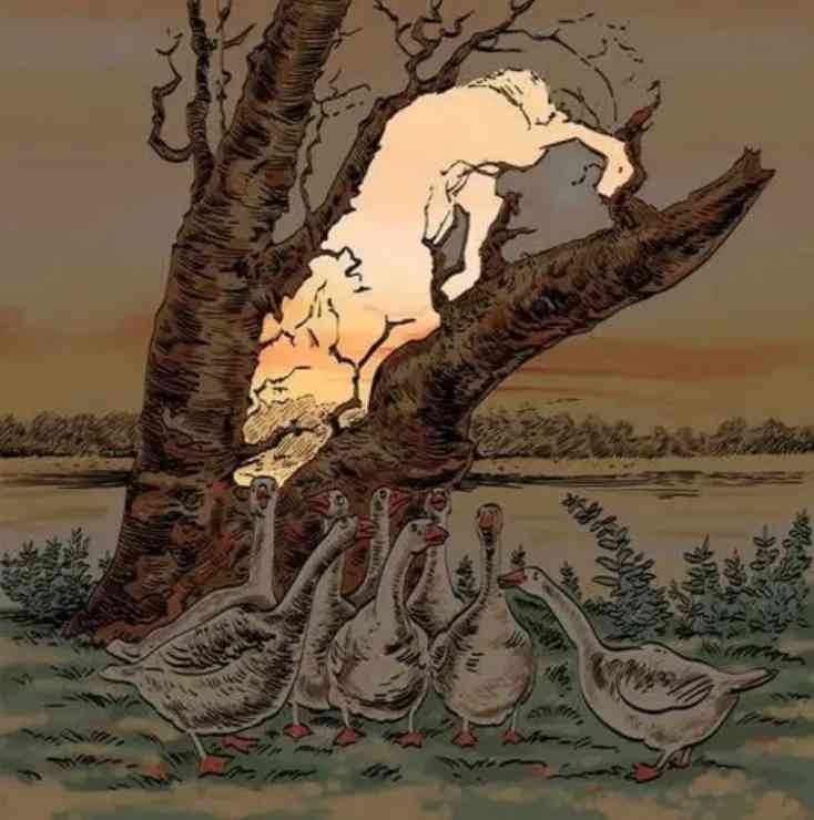 the fox in the image is here