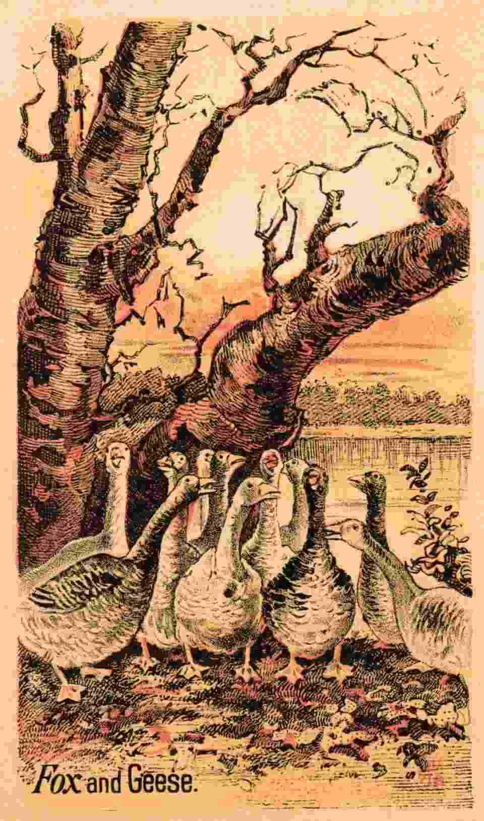 Do you see a fox here?