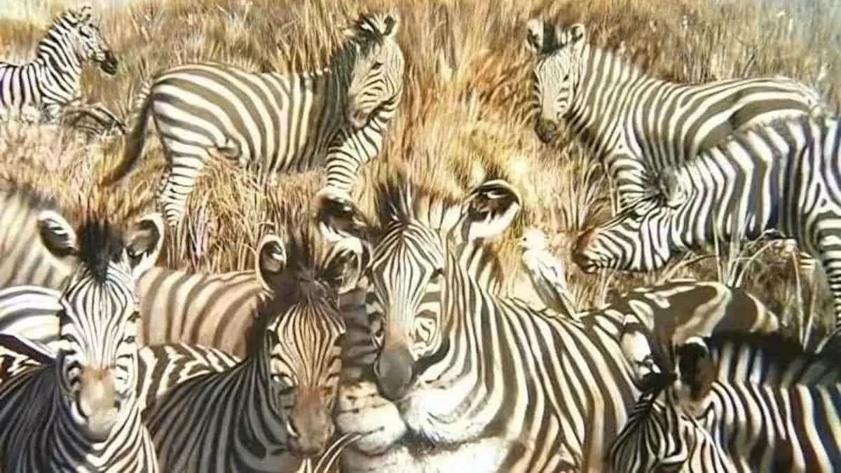 Find lion