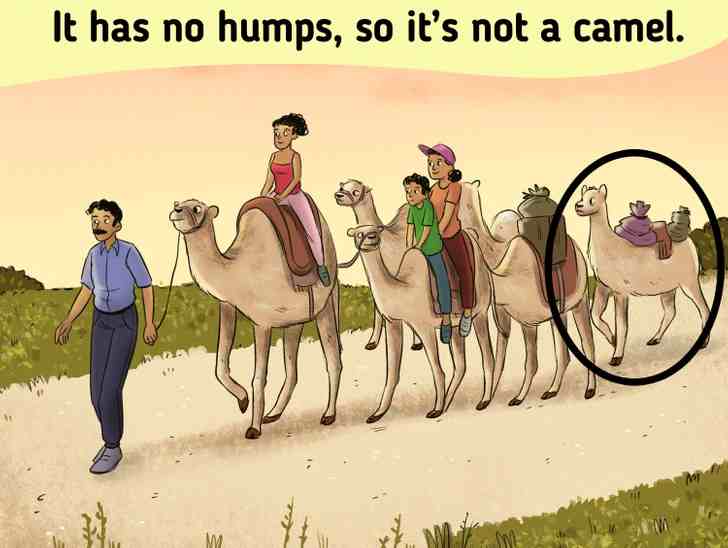 this is a camel
