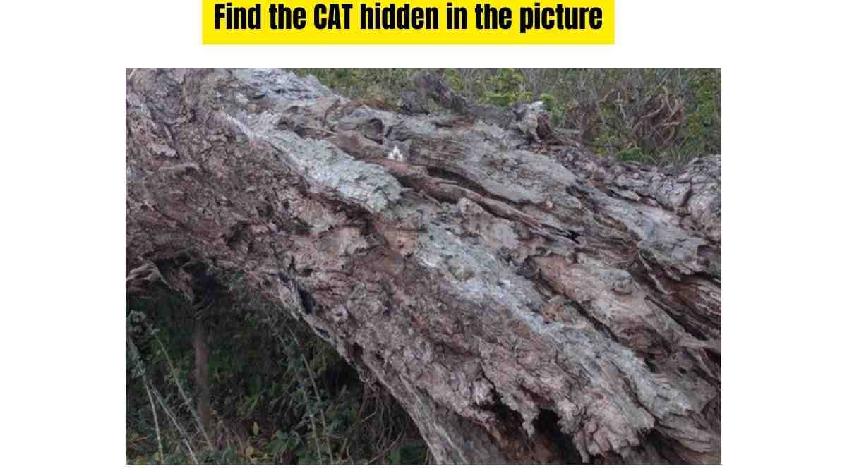 You Have X-Ray Vision If You Can Find The CAT Hidden In The Bush Within 9 Seconds. Good Luck!