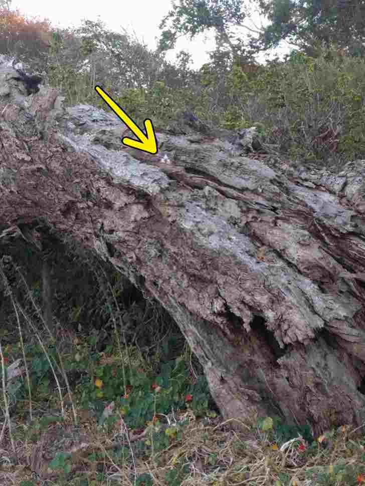 the cat in the bush is hgere