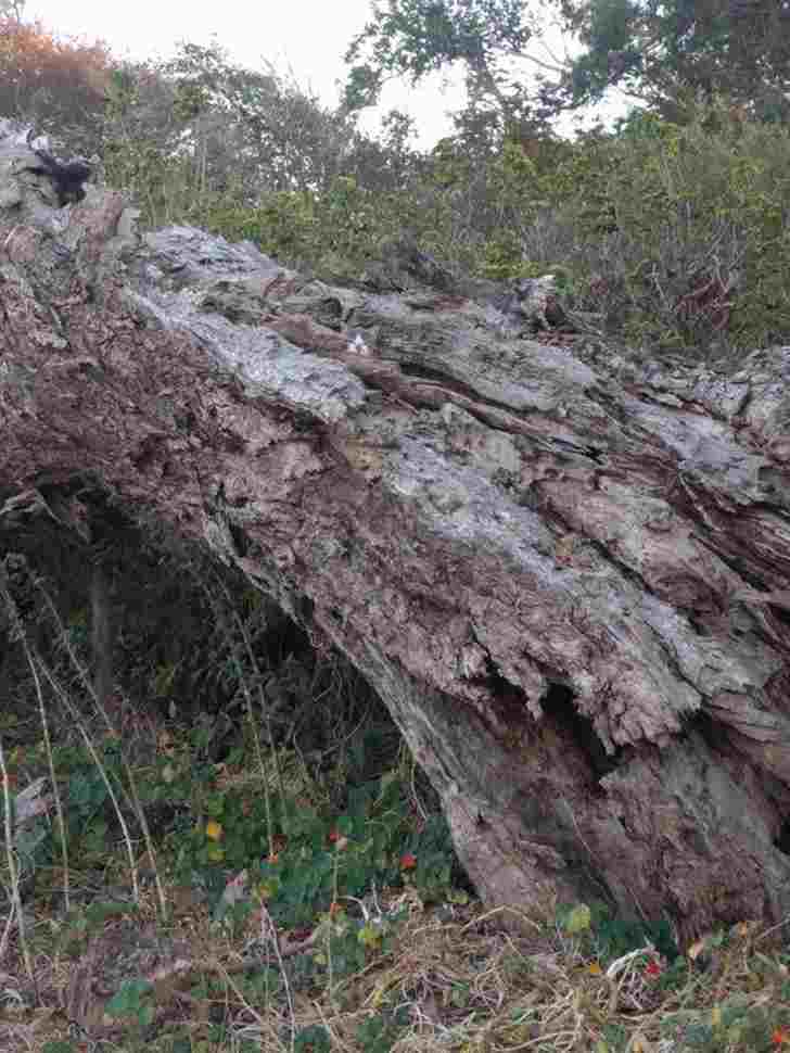 do you see a cat here