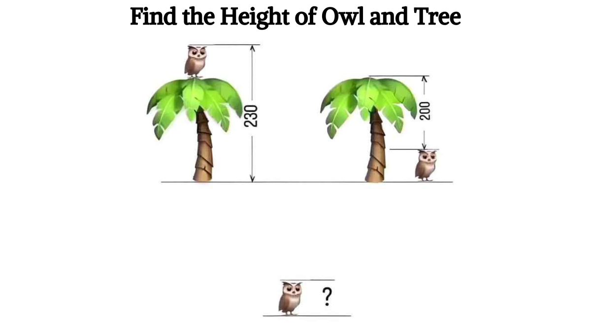 Genius IQ Test: Can you find the height of the owl and tree in 10 seconds?