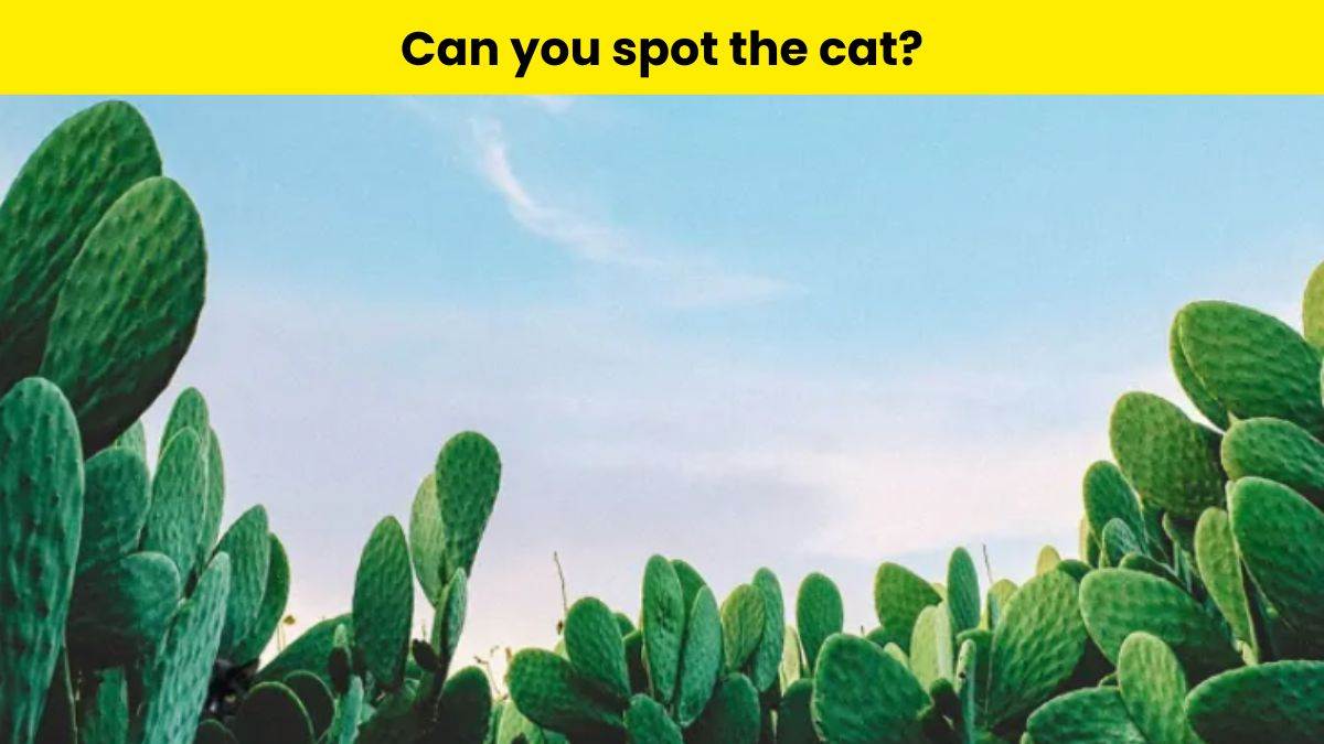 Are You One of the 3% Who Can Spot the Hidden Cat Among the Cacti in Just 8 Seconds?