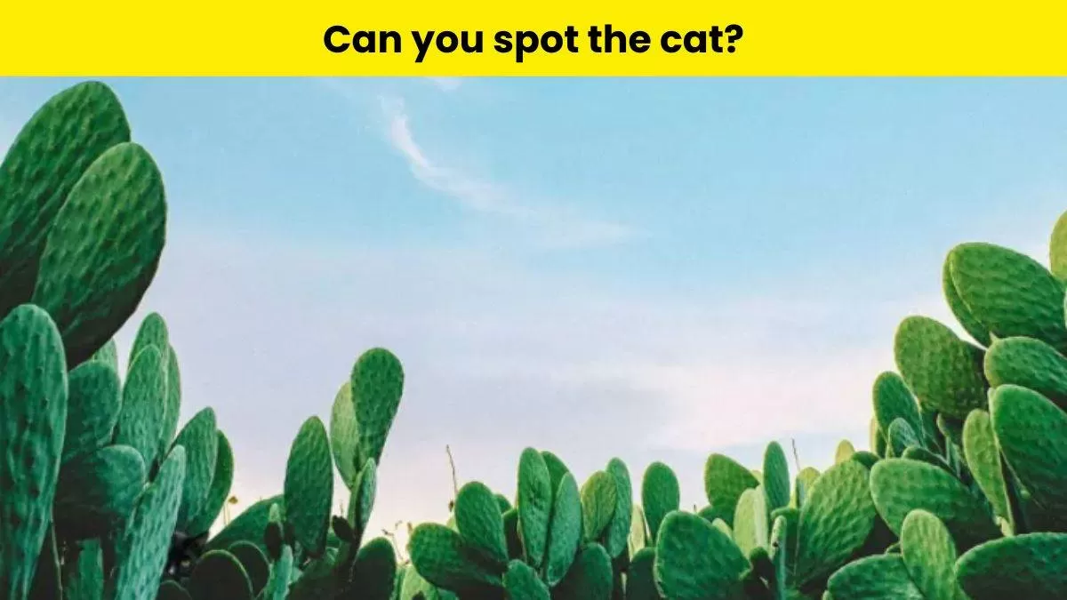 Will you be able to spot the cat in this optical illusion? 