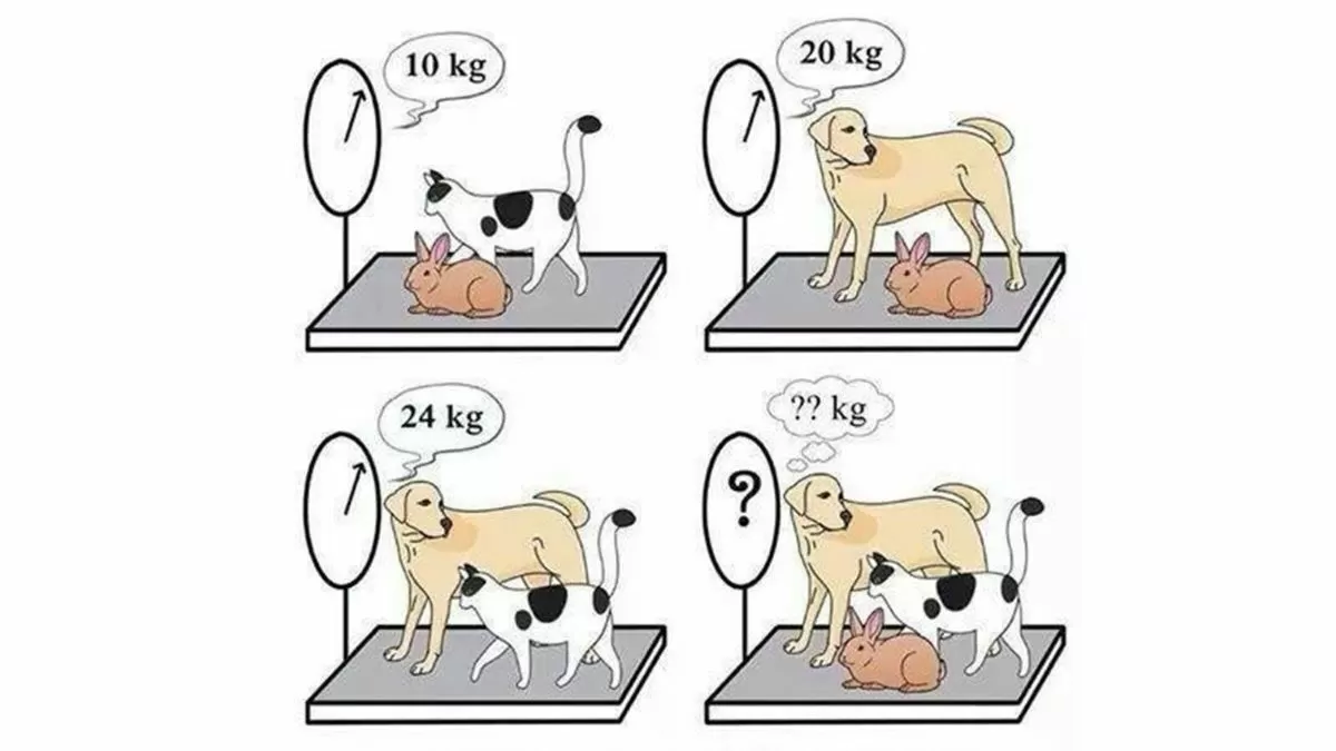 Solve This Dog, Cat, And Rabbit Weight Puzzle.