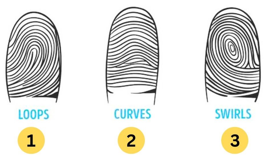 Illustration showing different fingerprint patterns - loops, whorls, and arches - used in the Fingerprint Personality Test to reveal unique personality traits