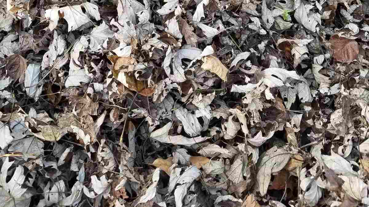 Optical Illusion IQ Test: You Have 4K Vision If You Can Spot The Cat In 12 Seconds!