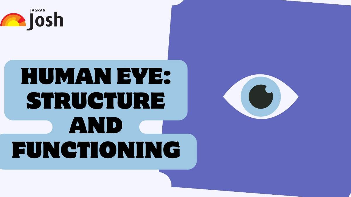 Human Eye: Structure And Functioning
