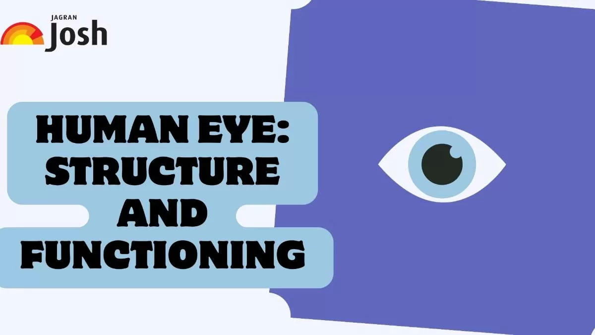 Check the structure and functioning of the human eye.