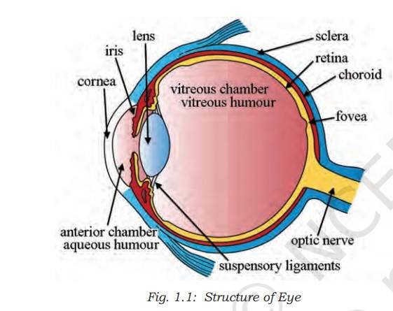 Human Eye: Structure And Functioning