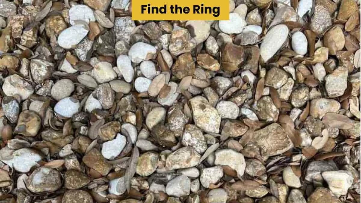 Find the hidden ring