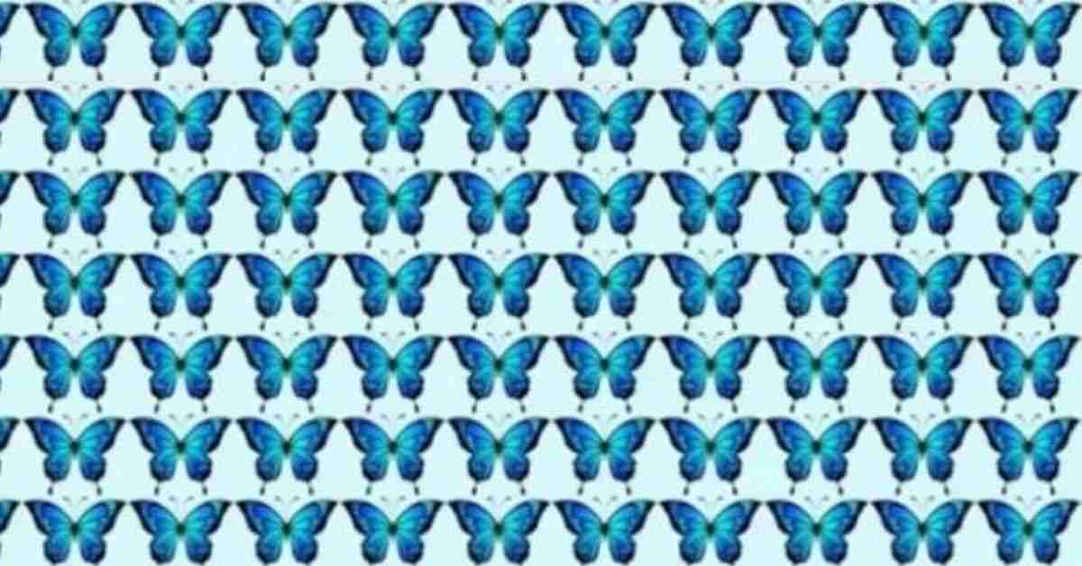 Brain Teaser: Challenge Accepted! Spot the Hidden Different Butterfly Only High IQs Need Apply