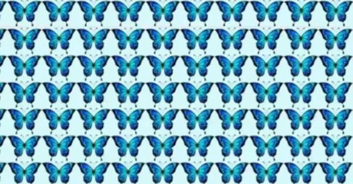 Spot the Hidden Different Butterfly 