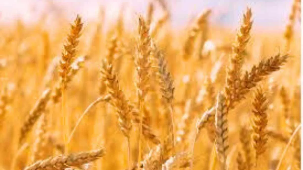 Wheat Production Worldwide: Here Are the Comparisons! Which Countries Are the Top Wheat Producers?