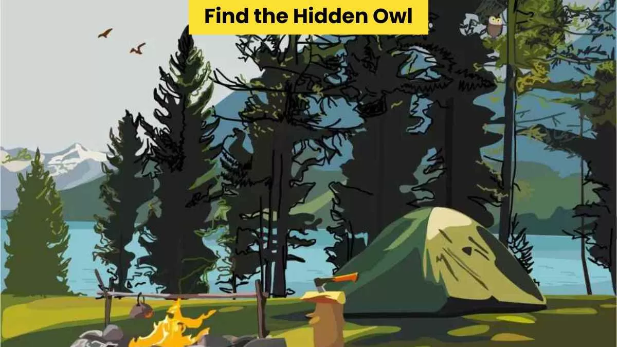 Find the hidden owl