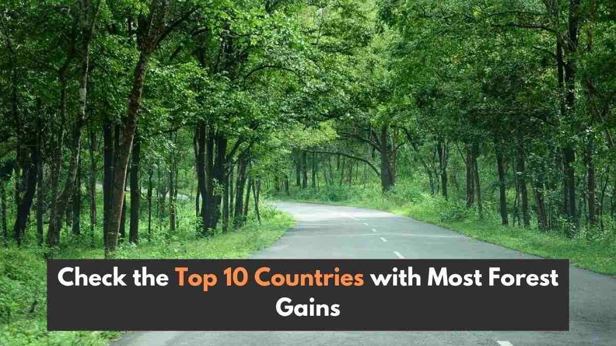 Why UN Praised India? Check the Top 10 Countries with Most Forest Gains
