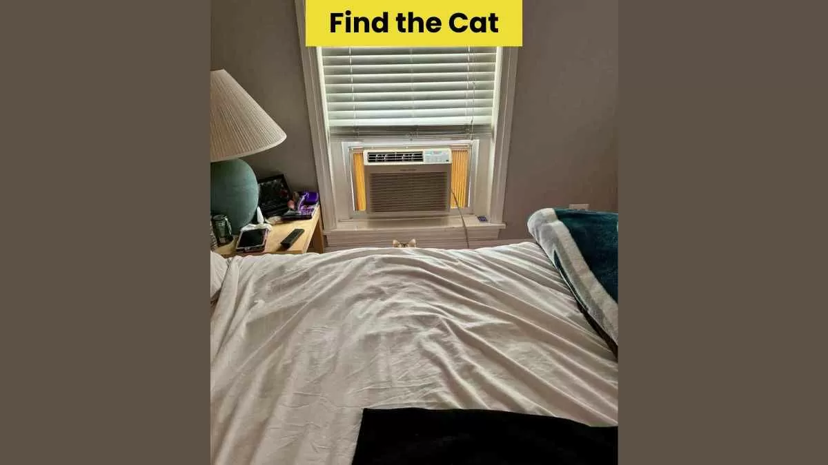 Find hidden cat