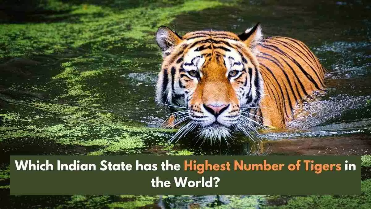 India is home to over 70% of the world's wild tiger population.