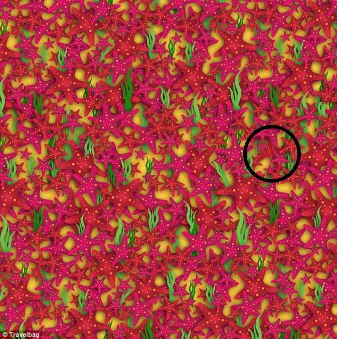 Optical Illusion IQ Test: Only 2% With High Intelligence Can Spot The ...